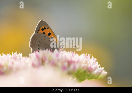 Ein kleiner Kupferfalter (Lycaena phlaeas) sitzt auf hellrosa Blumen, die im weichen Licht schimmern, Hessen, Deutschland Stockfoto