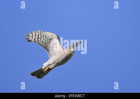 Adlerfalke (Accipiter nisus), Weibchen im Flug, Nordrhein-Westfalen, Deutschland Stockfoto