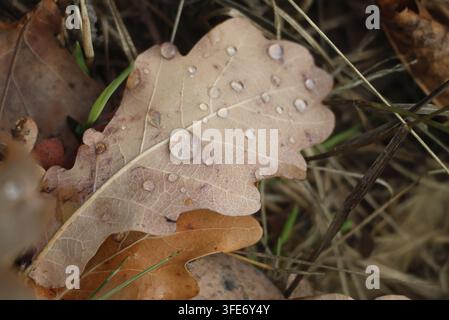 Ein braunes Eichenblatt ist mit Wassertropfen zwischen trockenem Gras und anderen Blättern bedeckt Stockfoto