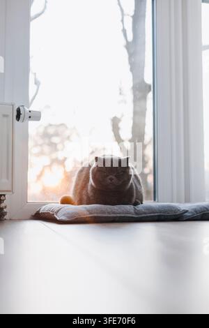 Britisch Kurzhaar-Katze ruht am sonnigen Fenster zu Hause Stockfoto