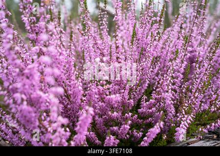 Calluna vulgaris, Heidekraut, Leng oder einfach Heidekraut in Nahaufnahme Stockfoto