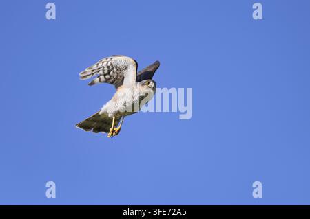 Adlerfalke (Accipiter nisus), Weibchen im Flug, Nordrhein-Westfalen, Deutschland Stockfoto