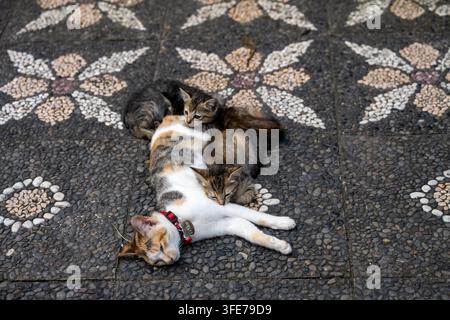 Eine erwachsene Calico-Katze liegt auf gemusterter Steinpflasterung, während sich mehrere Kätzchen eng um sie scharen in Bali, Indonesien. Stockfoto