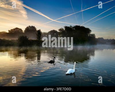 Schwäne bei Sonnenaufgang auf der Themse bei Radley. Leuchtendes erstes Licht über einem wunderschönen Abschnitt der Themse am Radley Boathouse. Das 1921 gegründete Bootshaus dient seit mehr als einem Jahrhundert für Radley College und lokale Ruderfreunde. Schwäne wie diesen an einem nebeligen Herbstmorgen zu sehen, erinnert mich unwiderstehlich an den Schwan von Tuonela, einen mystischen Schwan, der für immer in der Unterwelt schwimmt im großen finnischen mythologischen Epos Kalevala Vielleicht bin ich es nur? Stockfoto