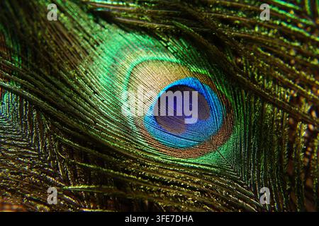 Nahaufnahme-Makroaufnahme eines irisierenden Indischen Pfaus (Pavo cristatus) mit einem Pfauenfederdetail, das das augenförmige Muster und die lebendigen Farben zeigt Stockfoto