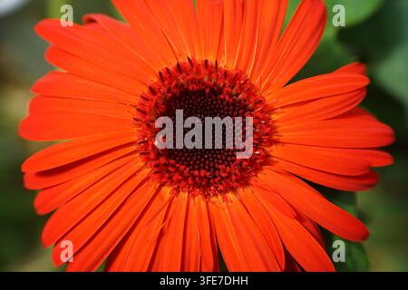 Vollblütige Ansicht einer leuchtend orangefarbenen Gerbera-Gänseblümchenblüte (Gerbera jamesonii) mit unscharfem natürlichem grünen Hintergrundlaub Stockfoto