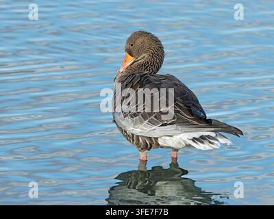Graugans Anser anser, steht im flachen blauen Wasser und putzt sich, Burton Mere Wetlands RSPB-Reservat, Wirral, UK, September Stockfoto