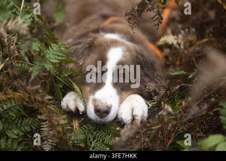 Red-Tri Australian Shepherd Stockfoto