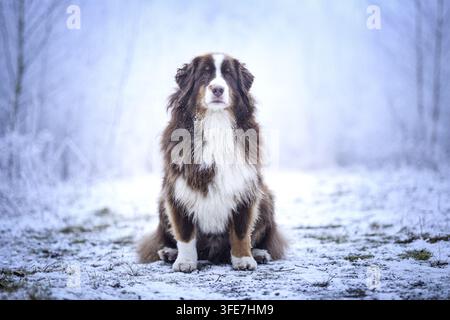 Red-Tri Australian Shepherd Stockfoto