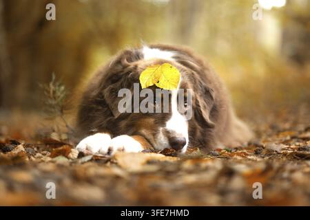 Red-Tri Australian Shepherd Stockfoto