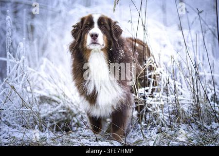 Red-Tri Australian Shepherd Stockfoto