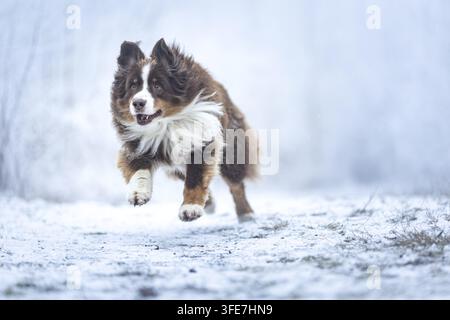 Red-Tri Australian Shepherd Stockfoto