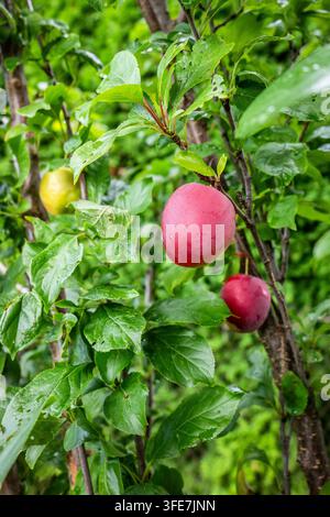 Frische Pflaumen hängen zwischen grünen Blättern nach dem Regen, bereit für die Sommerernte. Stockfoto
