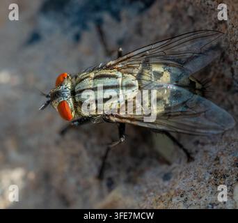 Fleischfliege Sarcophaga sp. (Diptera: Sarcophagidae) mit dorsalen Bruststreifen und roten Facettenaugen Stockfoto
