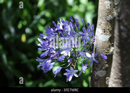 große Agapanthus-Blüte, Büschel von lebhaften, trompetenförmigen Blüten, Schattierungen von Blau, Lila, Weiß. (Nil-Lilie, Afrikanische-Lilie) (Makro, Nahauf Stockfoto