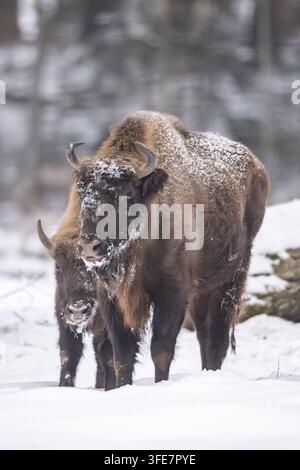 Wisent im Winter Stockfoto