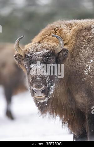 Wisent im Winter Stockfoto
