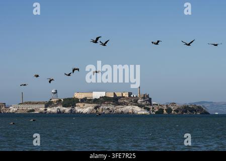 Eine Herde Pelikane fliegt an der Wahrzeichen-Insel Alcatraz vorbei, dem Ort des verlassenen ehemaligen Bundesgefängnisses in der Bucht von San Francisco, Nordkalifornien. Stockfoto