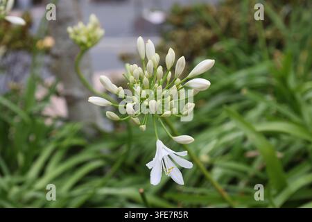 weißer Agapanthus, Büschel von Knospen, trompetenförmige Blüten auf hohen Stielen. (Nil-Lilie) (Makro, Nahaufnahme) Stockfoto