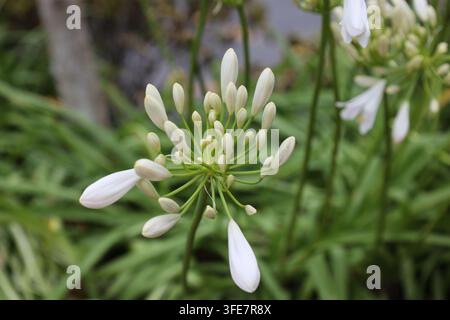 weißer Agapanthus, Büschel von Knospen, trompetenförmige Blüten auf hohen Stielen. (Nil-Lilie) (Makro, Nahaufnahme) Stockfoto