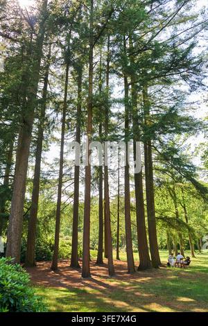 Gruppe von Freunden, die im Wald sitzen, Skulpturengarten, Kröller-Müller-Museum, Nationalpark De Hoge Veluwe, Otterlo, Niederlande Stockfoto
