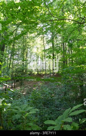 Üppige grüne Buchen bedecken den sommerlichen Wald von Hallerbos in Belgien mit natürlichem Unterholz und weichem Licht, das eine malerische Umgebung für Wanderer schafft Stockfoto
