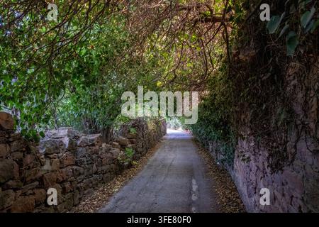 Eine schmale gepflasterte Gasse windet sich zwischen verworrenem Grün unter bewitterten Steinmauern in Kampos auf der Insel Chios, Griechenland, und schafft eine abgeschiedene Stimmung Stockfoto