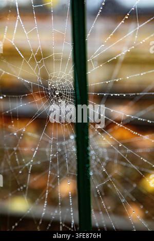 Ansicht eines zarten Spinnennetzes, das mit glitzernden Morgentautropfen bedeckt ist und an einem grünen Pfosten in Mannheim, Baden-Württemberg, Deutschland, hängt. Stockfoto