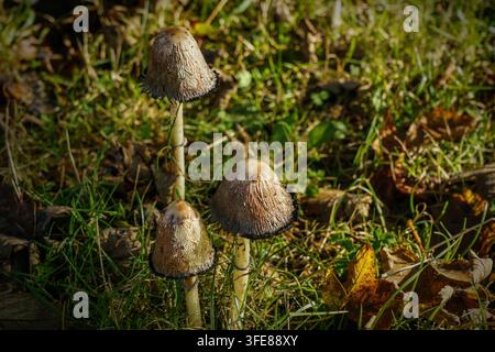 Drei Shaggy-Mane-Pilze, die in ihrem natürlichen Lebensraum fotografiert wurden, wobei die charakteristischen strukturierten Hüte hervorgehoben werden. Stockfoto