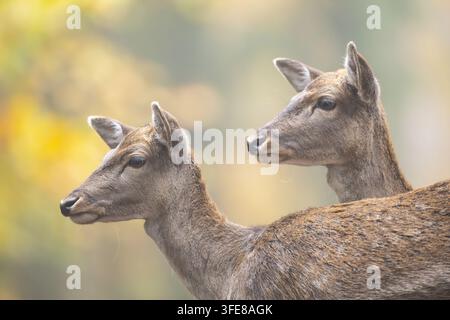 Damhirsch Stockfoto