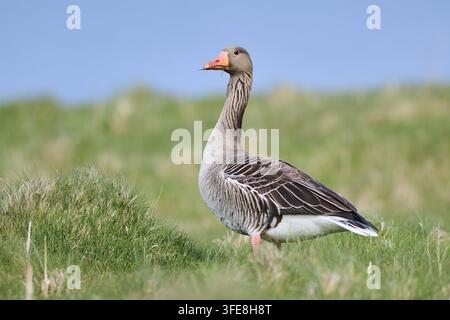 Graugans Stockfoto
