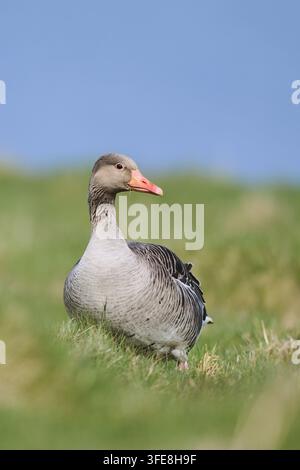 Graugans Stockfoto
