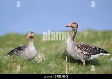 Graugans Stockfoto