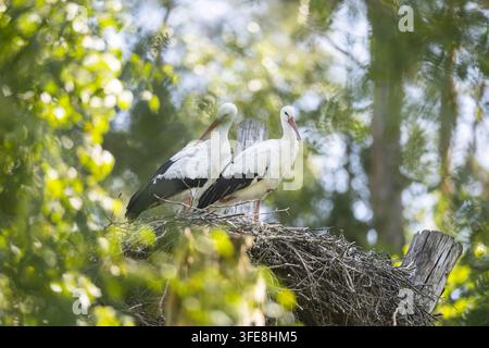 Weißstorch Stockfoto