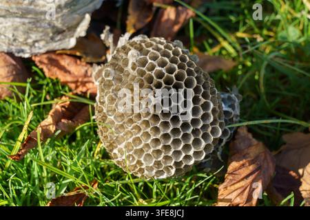 Nahaufnahme eines leeren Wespennestes, das die kunstvolle hexagonale Neststruktur im Freien zeigt Stockfoto