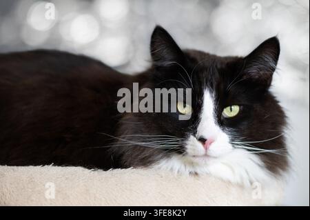 Norwegische Waldkatze Kitten Stockfoto