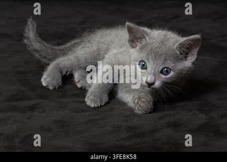 Russisches Blau-Kätzchen liegt auf dunklem Hintergrund Stockfoto