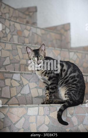 Junge Bengalkatze sitzt auf Steinstufen Stockfoto