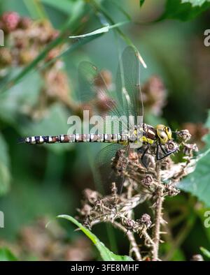 Weiblicher Südlicher Hawker Stockfoto