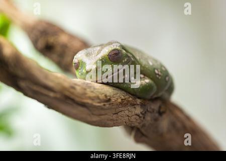 Australischen grünen Laubfrosch Stockfoto