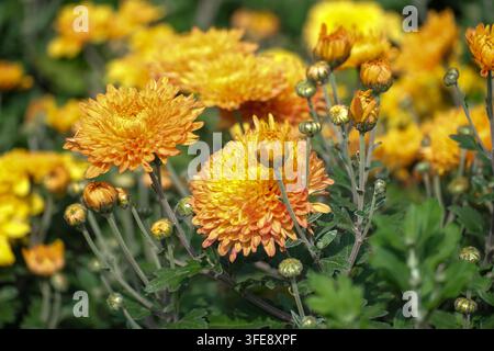 Gelbe und orangefarbene Chrysanthemen blühen in einem üppigen Garten, mit großen detaillierten Blüten, zahlreichen noch nicht aufgeblühten Knospen, grünem Laub und sanft b Stockfoto