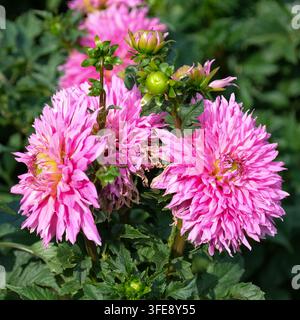 Eine mittlere Aufnahme fängt eine Ansammlung von leuchtend rosa Kaktus-Dahlienblüten ein, die an grünen Stielen in einem Gartenbeet blühen. Die horizontale Komposition zeigt l Stockfoto