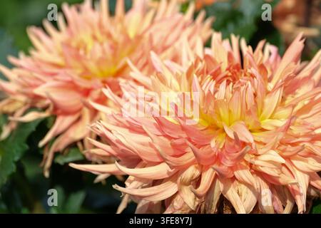 Eine detaillierte Nahaufnahme zeigt zwei massive pfirsich- und orangefarbene Kaktus-Dahlia-Blüten, die unter weichem natürlichem Licht blühen. Die horizontale Komposition fea Stockfoto