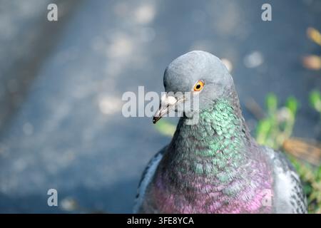 Eine detaillierte Nahaufnahme fängt den Kopf und die Schultern einer einzelnen verwilderten Taube bei hellem Tageslicht ein. Der Vogel blickt leicht nach links und zeigt Stockfoto