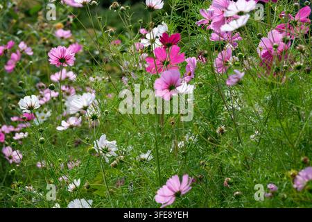 Eine üppige Wiese ist gefüllt mit blühenden rosa, magentafarbenen und weißen Kosmeien, die zwischen hohem grünem Gras wachsen. Die hellen Wildblüten öffnen sich nach Stockfoto