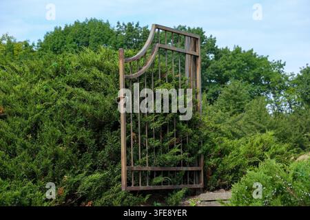 Ein altes, verwittertes schmiedeeisernes Tor steht halb offen, dicht überwuchert von dichten grünen Wacholderbüschen in einem Park. Die üppigen Nadelbäume immergrün Stockfoto