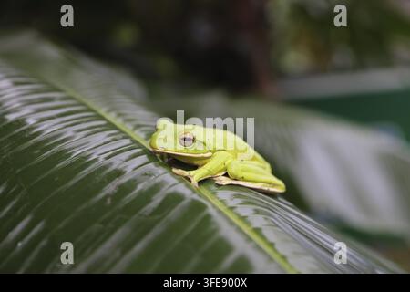 Australischen grünen Laubfrosch Stockfoto