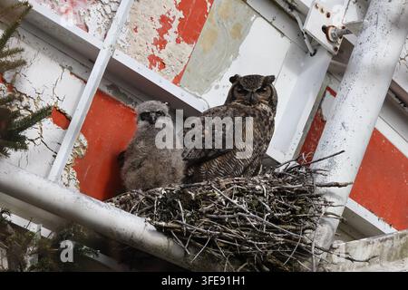 Mutter und Nachwuchs des Großen Horned Owl (Kuhreiher) nisten auf metallischer Struktur Stockfoto