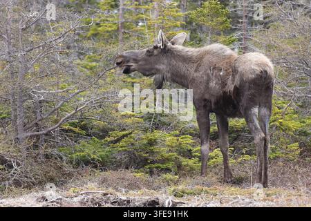 Elch frisst Zweige im Wald Stockfoto