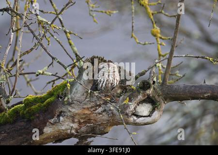 Kleine Eule, die auf einem alten Baumstumpf sitzt Stockfoto
